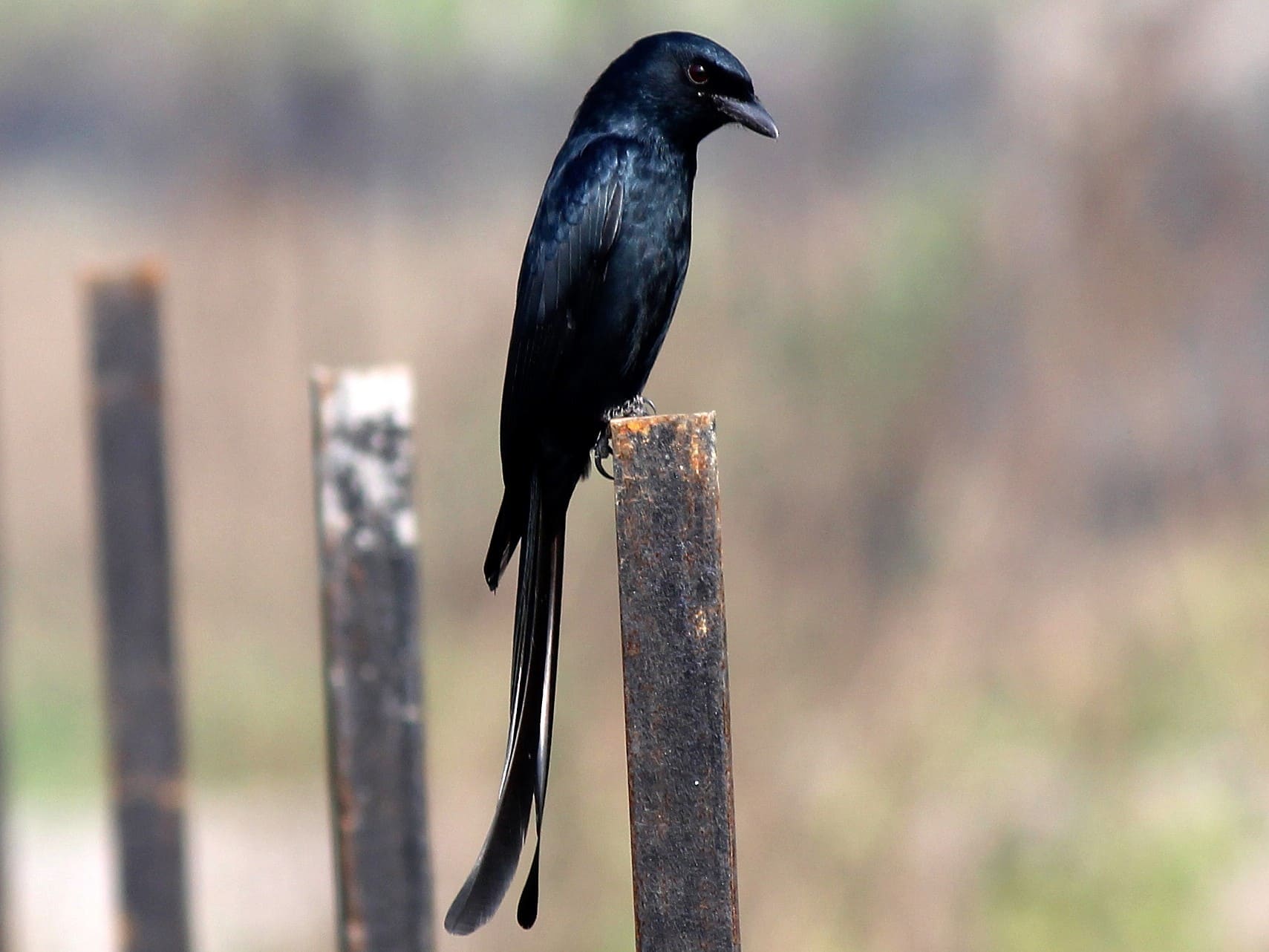 Black Drongo.jpg