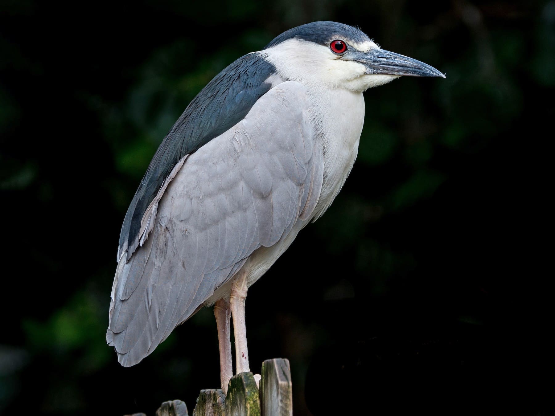 Black-crowned Night-Heron.jpg