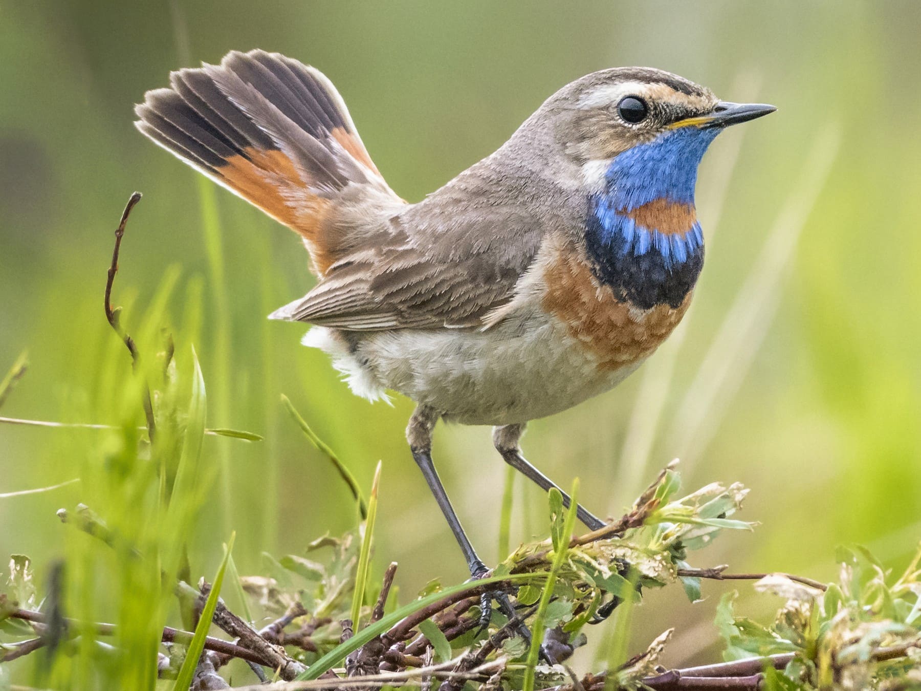 Bluethroat