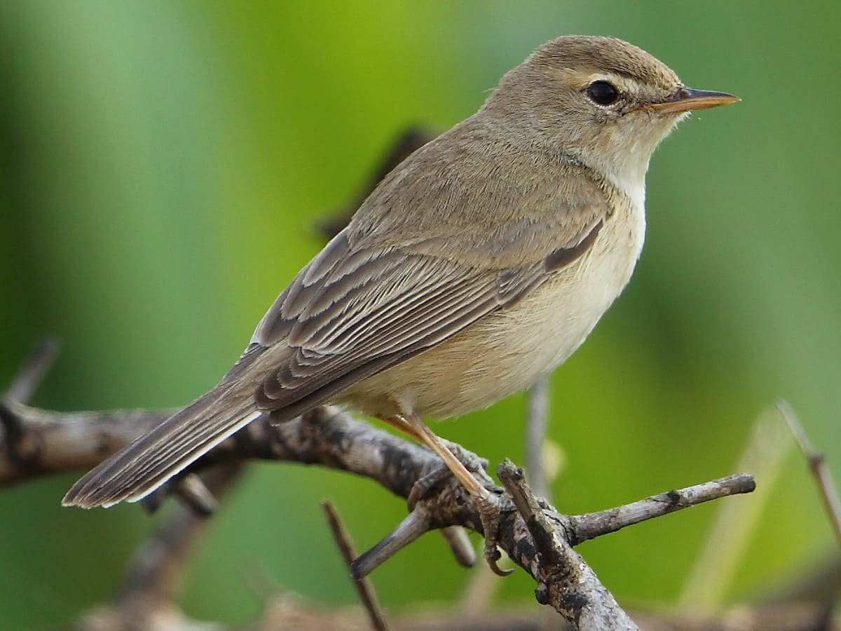 Booted Warbler.jpg