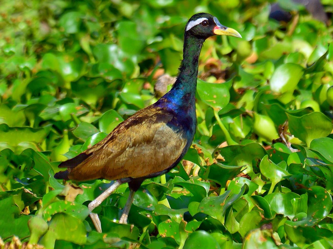 Bronze-winged Jacana.jpg