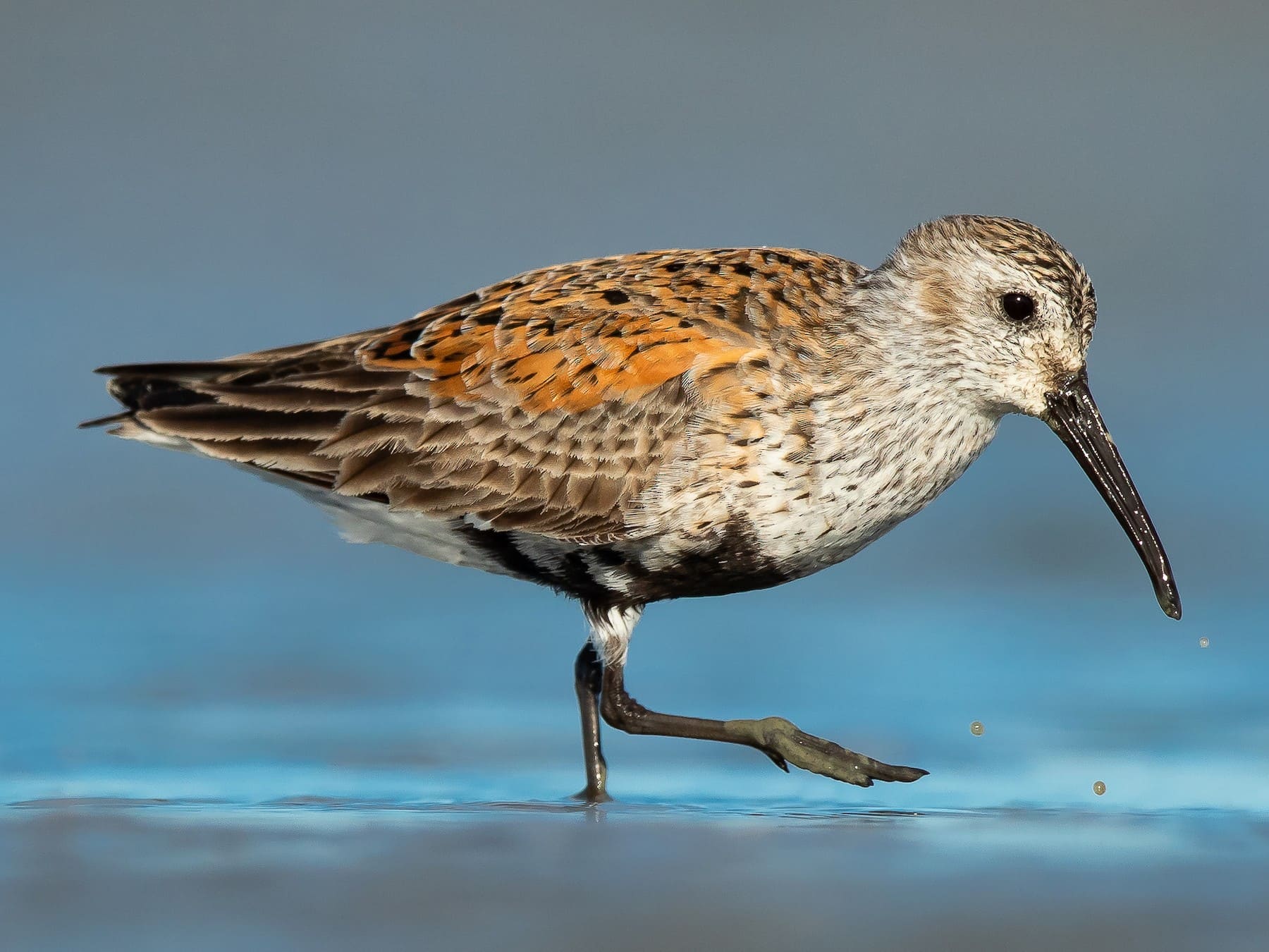 Dunlin