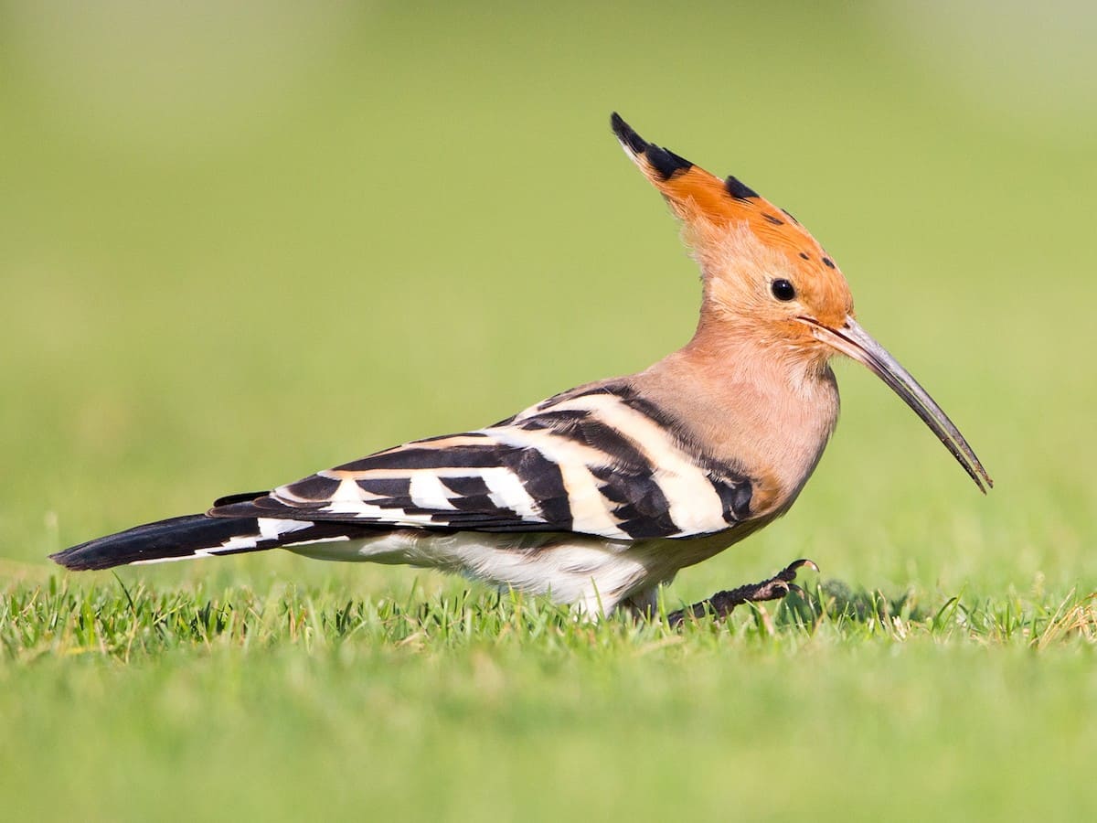 Eurasian Hoopoe.jpg