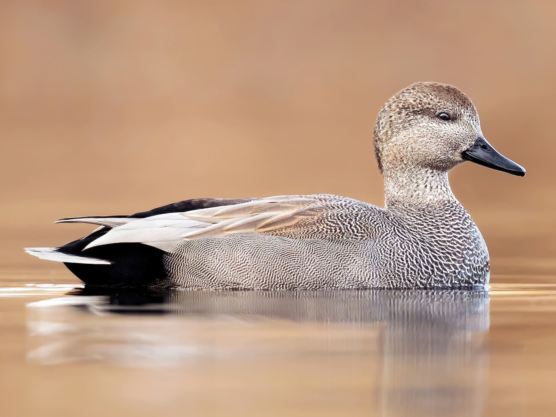 Gadwall