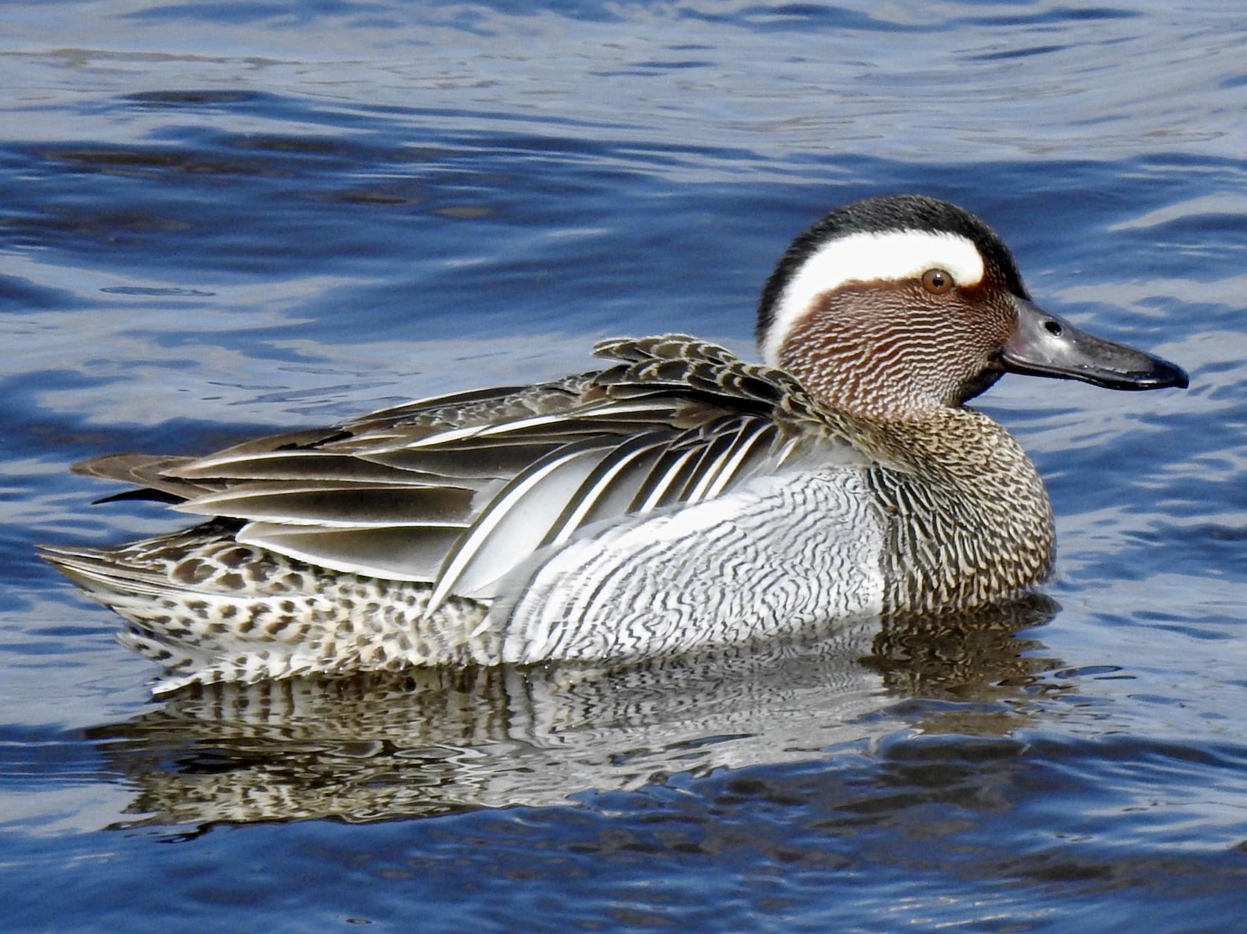 Garganey