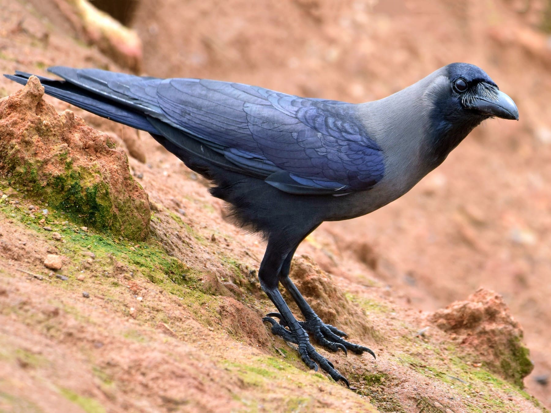 House Crow.jpg