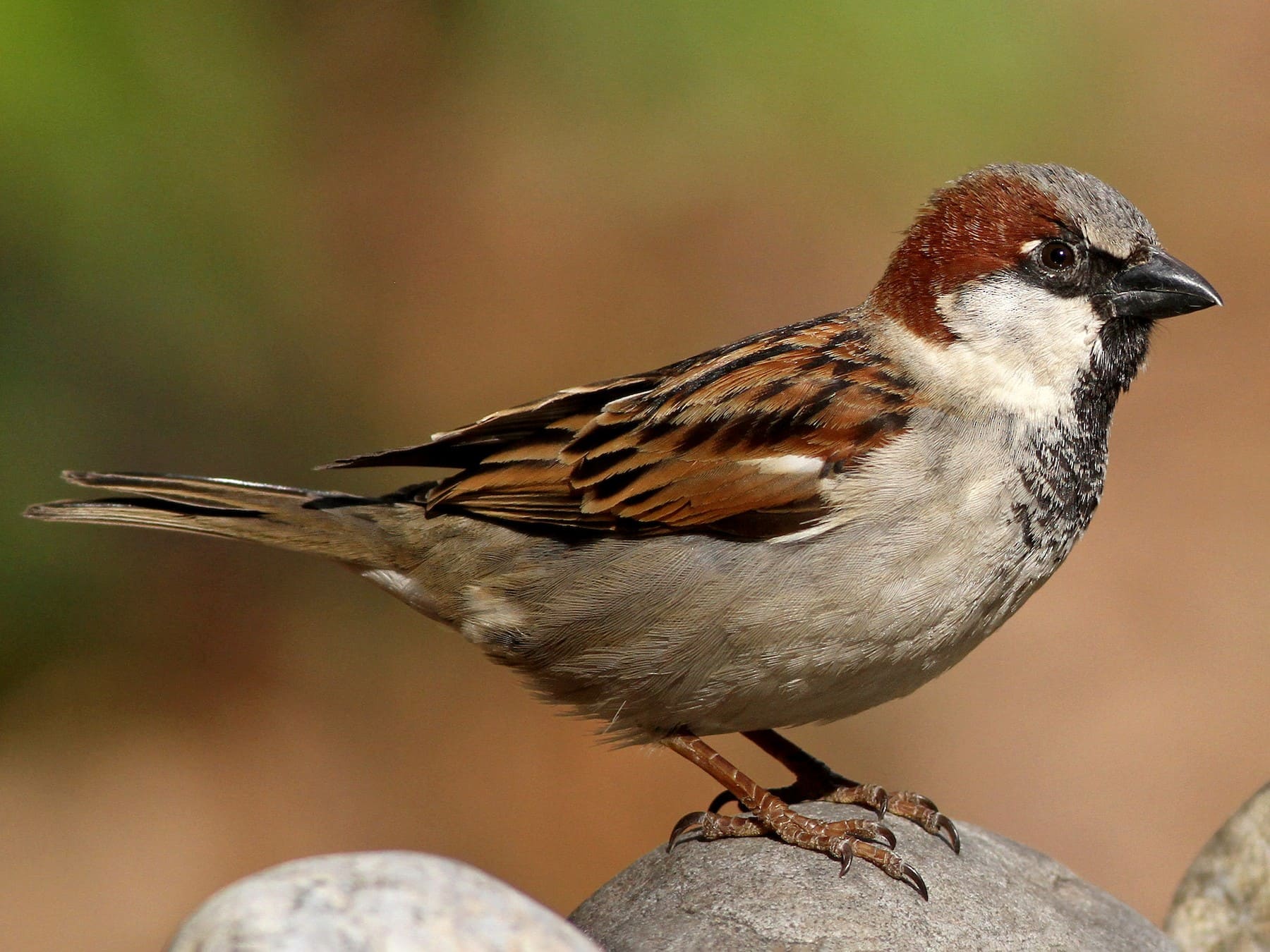 House Sparrow.jpg