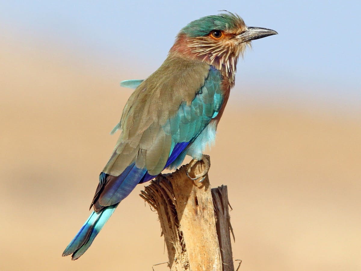 Indian Roller.jpg