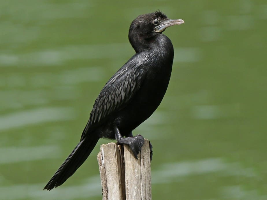 Little Cormorant.jpg