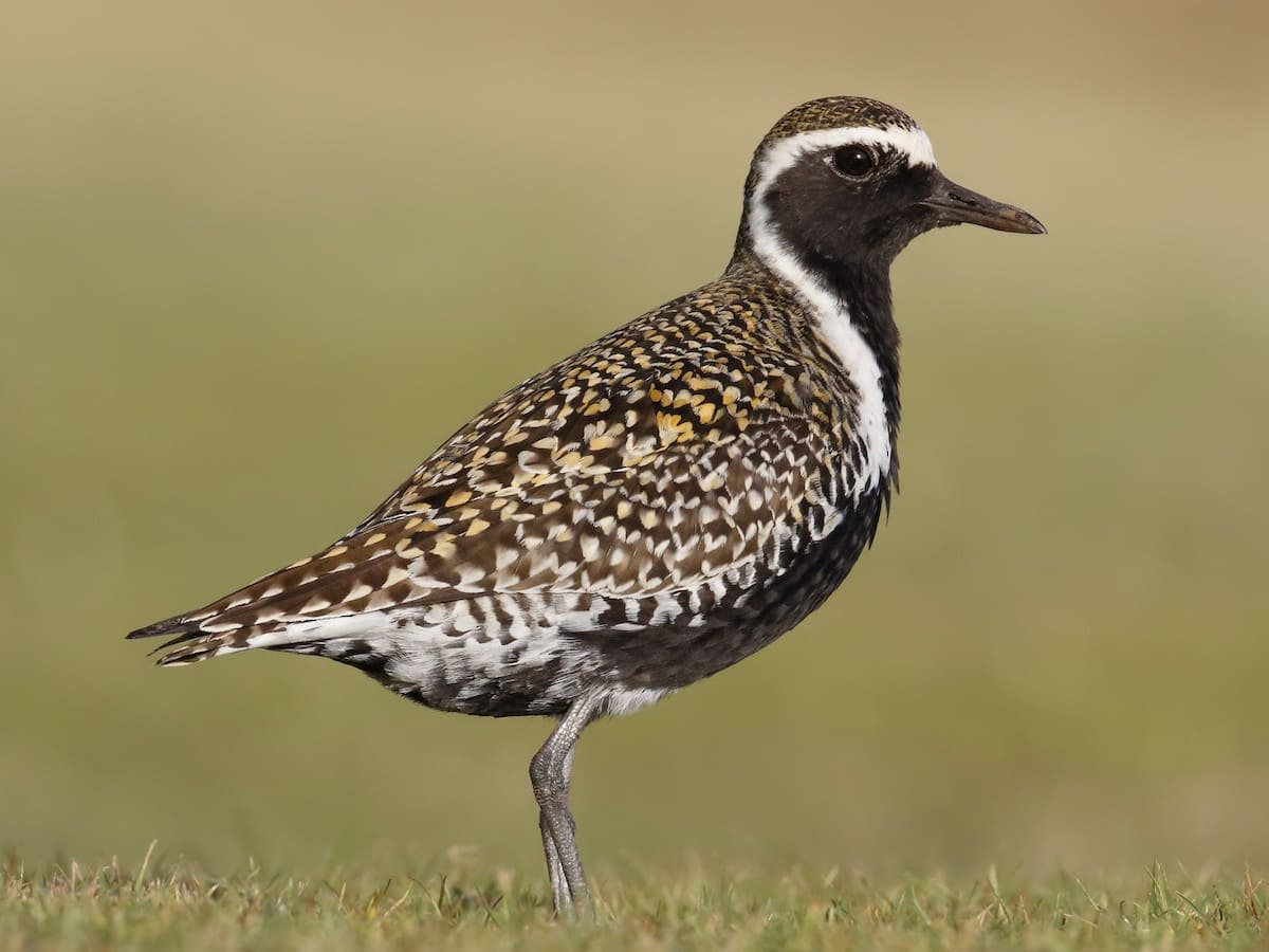 Pacific Golden-Plover.jpg