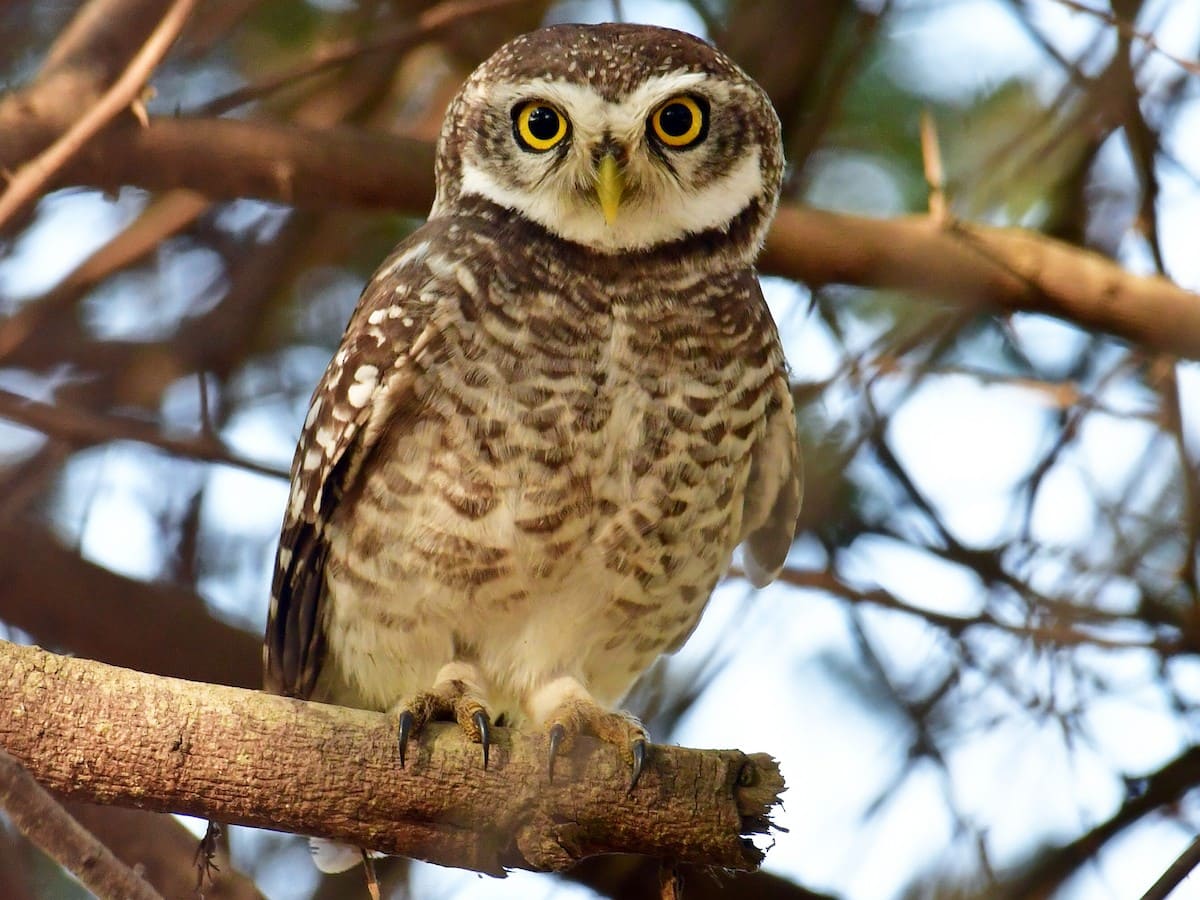 Spotted Owlet.jpg