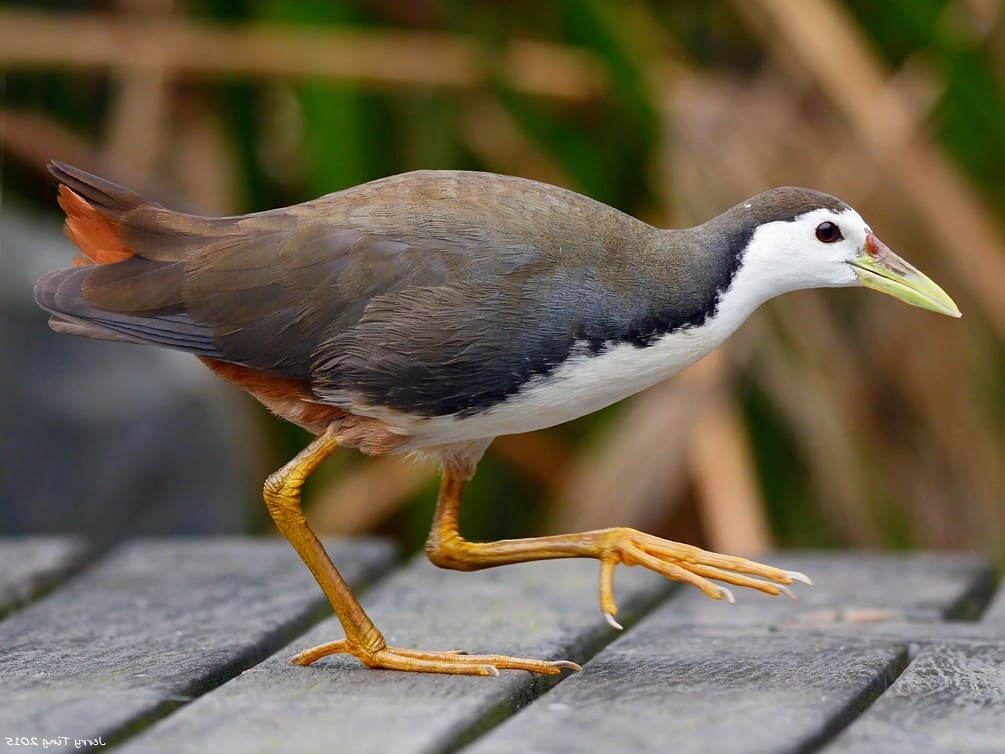 White-breasted Waterhen.jpg